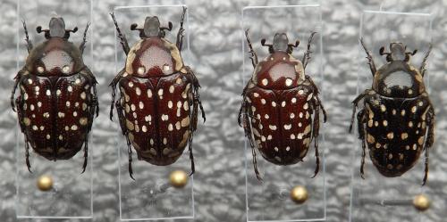 Oxythyrea sp.